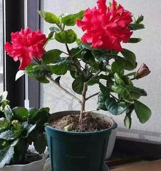 夏天植物开花没几天就凋零了，该怎么办？3点到位问题迎刃而解