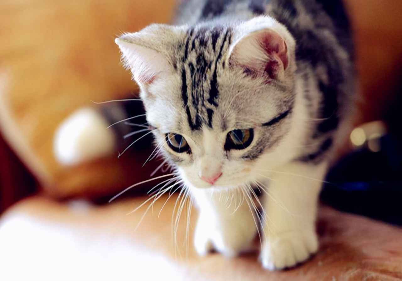 猫咪心包疝和心脏肥大,猫咪心脏的位置在哪里