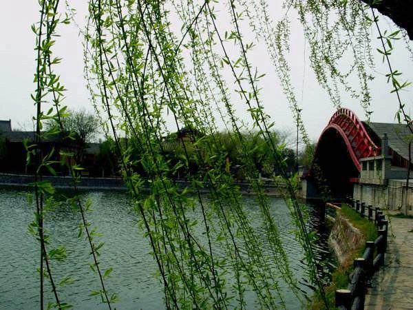 疫情挡不住春天温情,疫情挡不住温情怒放的生命