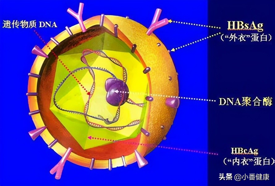 乙肝是肝脏引起的吗,乙肝包膜完整实质回声均匀