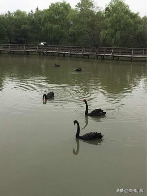 溱潼古镇与溱湖湿地公园简介,泰州溱湖湿地公园古镇溱潼