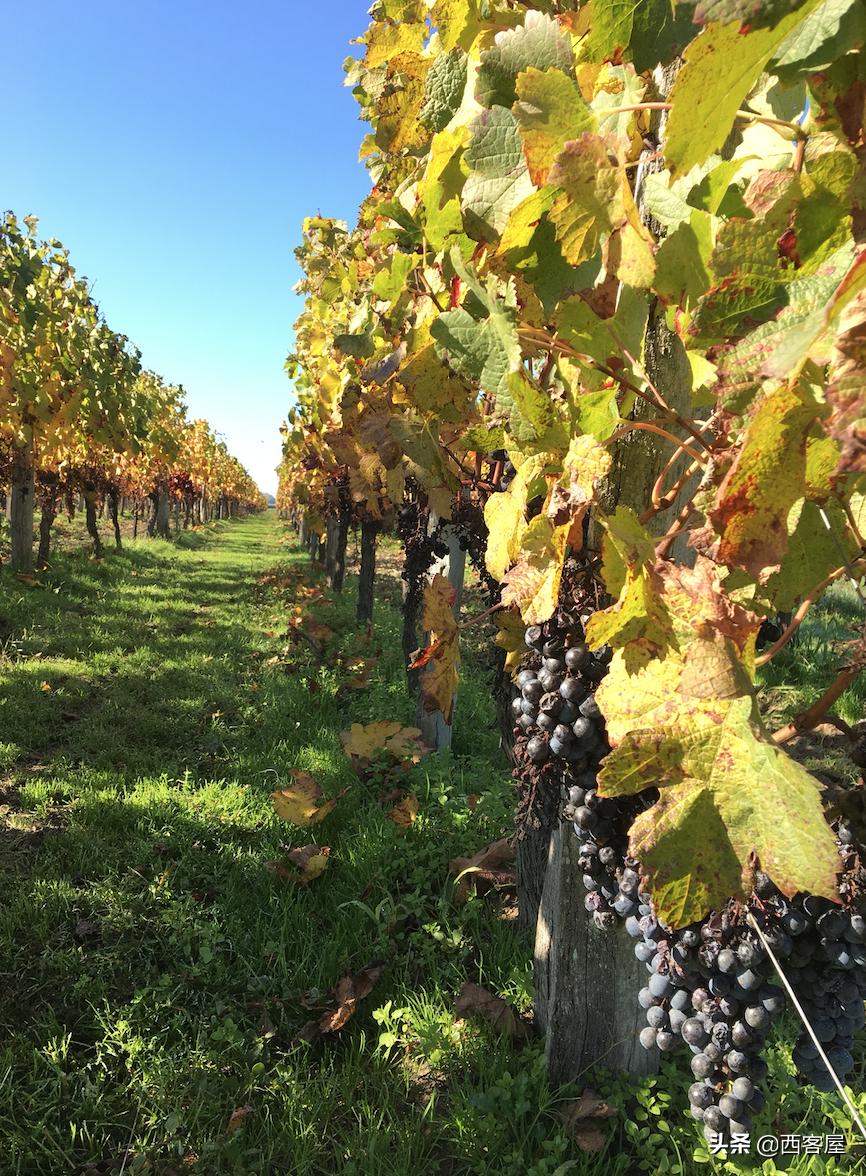 波尔多攻略,法国波尔多自由行旅游攻略