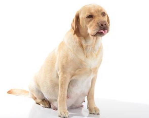 狗狗发情期，四个步骤懂狗狗是否发情和怀孕