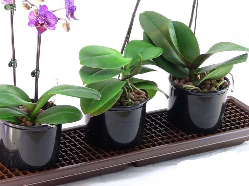 室内增加空气湿度的最佳植物,增加室内湿度最有效的方法