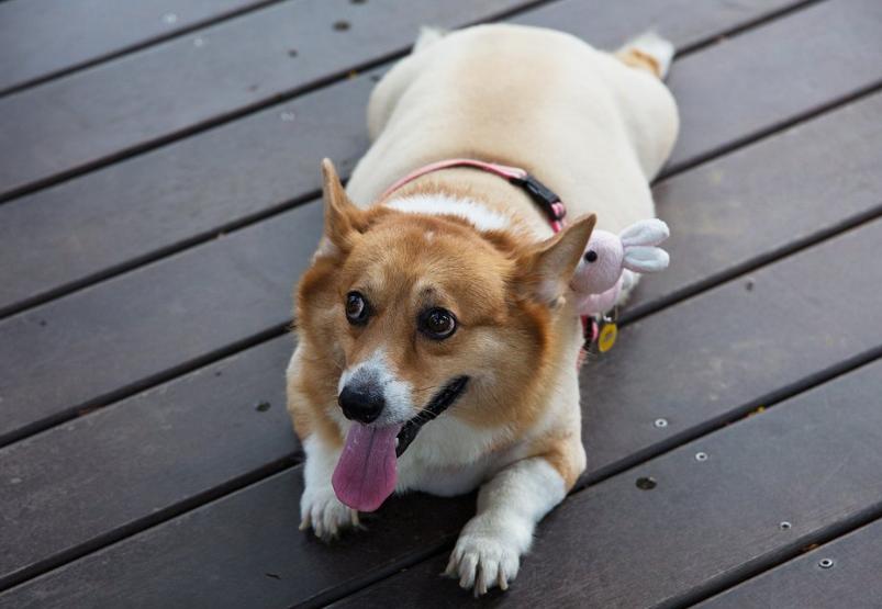 狗狗绝育大概多长时间会长胖,狗狗绝育后饮食怎么调理