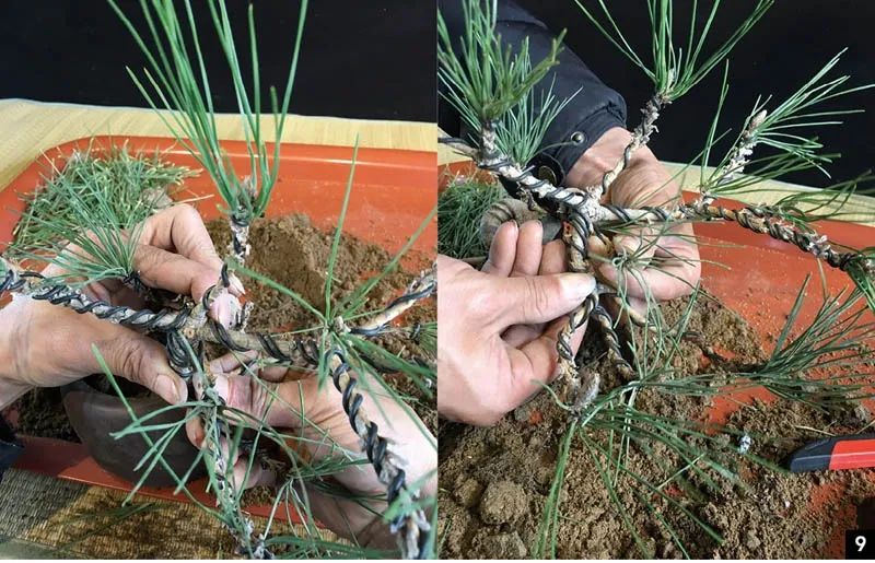 黑松苗临水式造型 (临水黑松苗)