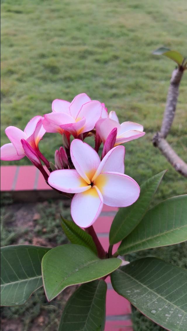 为什么老挝把鸡蛋花当成国花,为什么鸡蛋花是老挝的国花