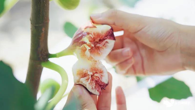 助农采果,无花果基地助农