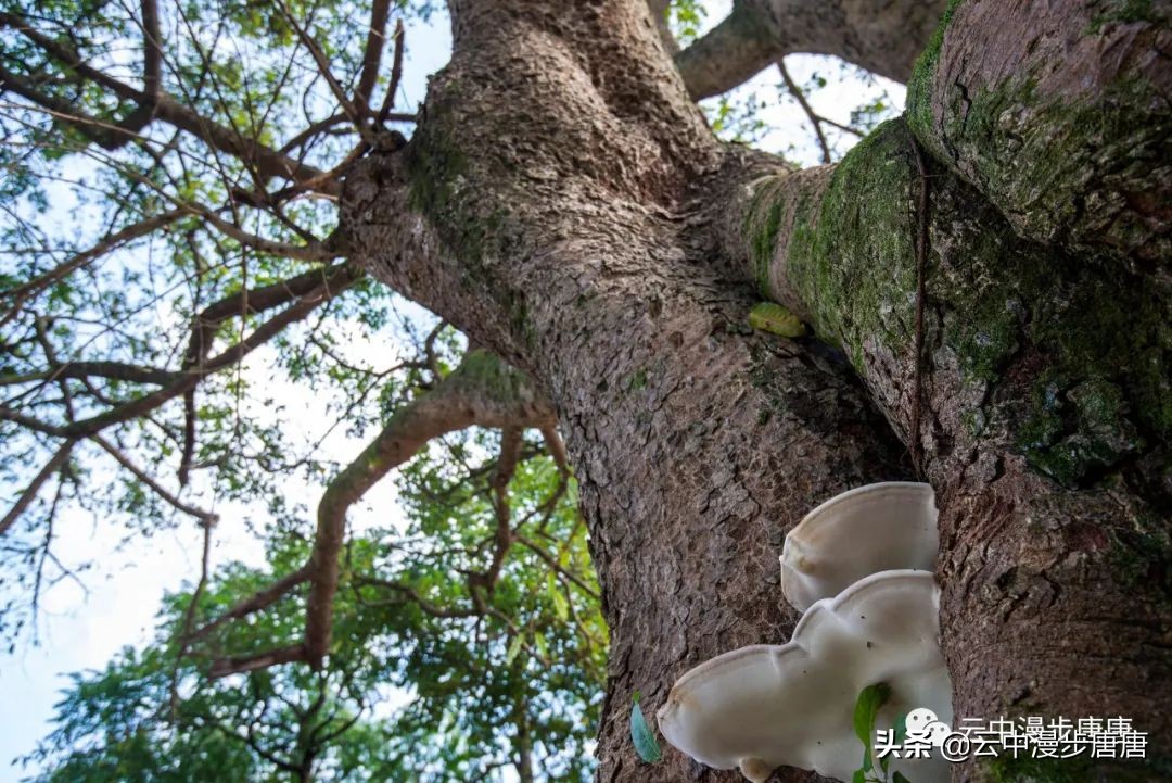 行走的风景岳池,行走的“风景”