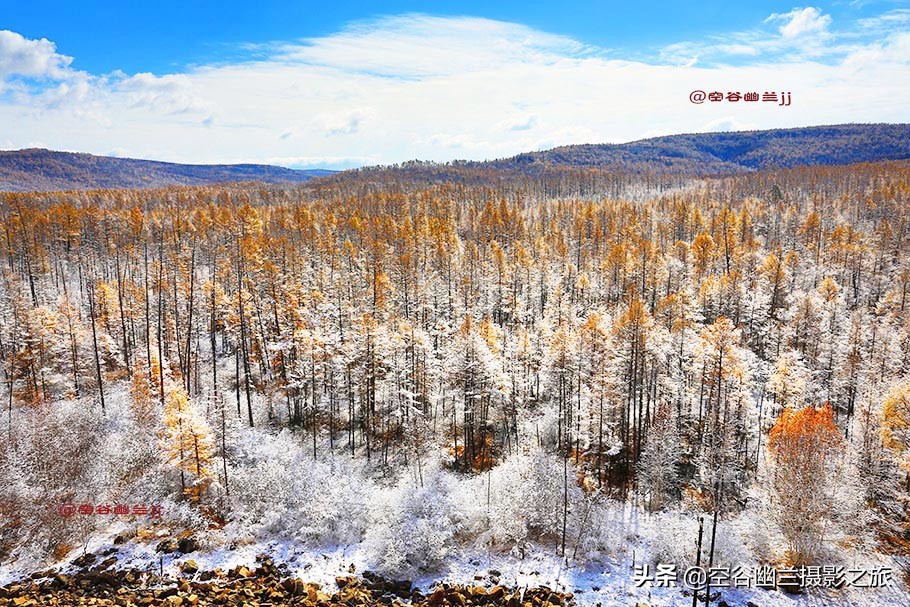 难道我误闯进了，被科考生态专家称为兴安奇景的，偃松幽径吗？