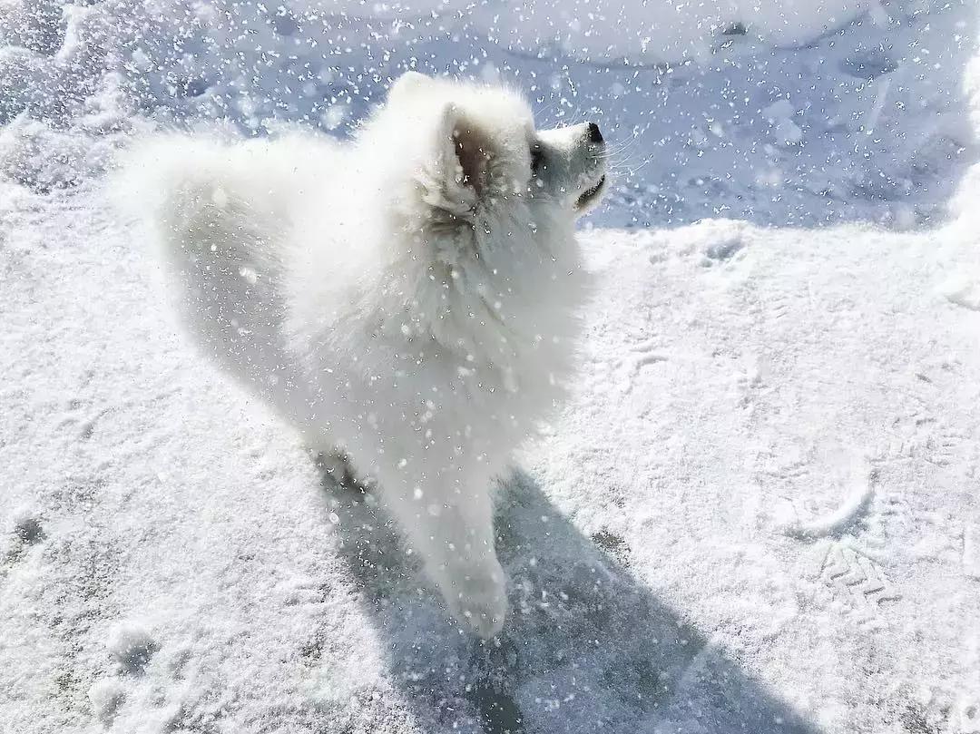 萨摩耶犬的5大特征,萨摩耶犬的特点是什么