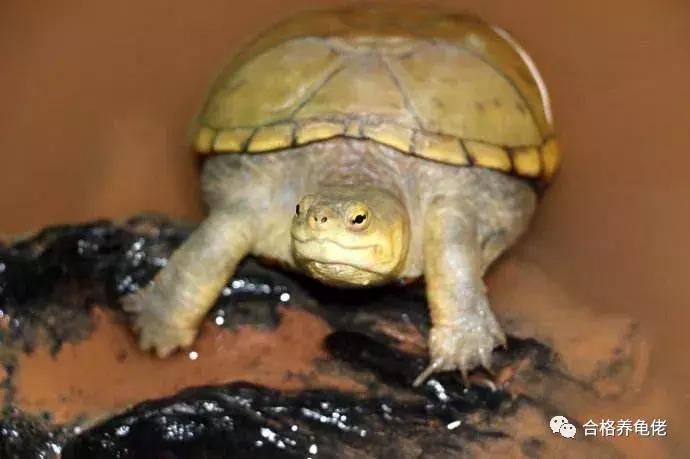 龟生病了加温有用吗,龟生病了晒太阳好吗