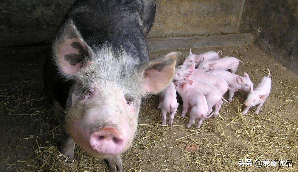 母猪为什么不吃食怎么治疗,母猪不吃食还不爱喝水怎么办