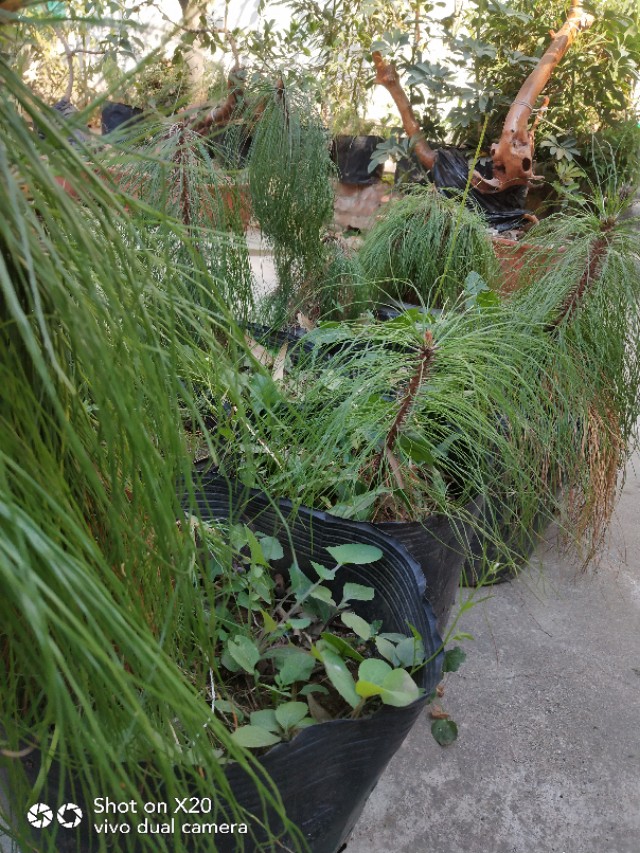 马尾松树桩怎么栽培,马尾松栽培用什么植料