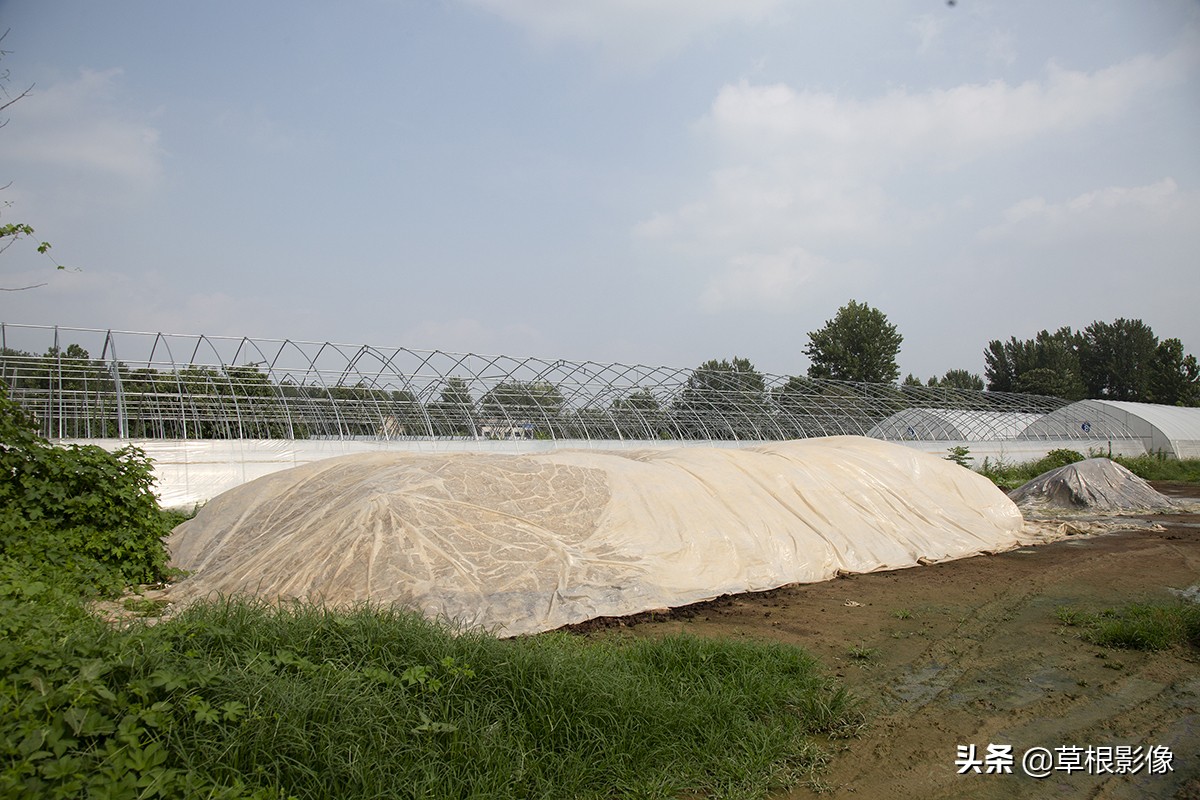 创业青年返乡养殖需要什么条件,90后大学生返乡创业成养殖行家