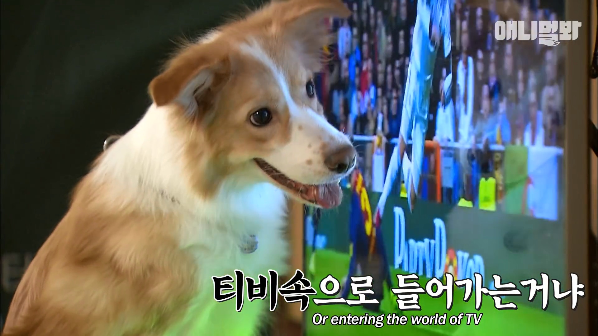 狗在足球赛上进球,足球赛场上踢球的狗狗