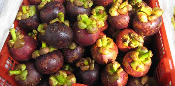 泰国山竹为什么是脆的,泰国山竹怎么挑选好的