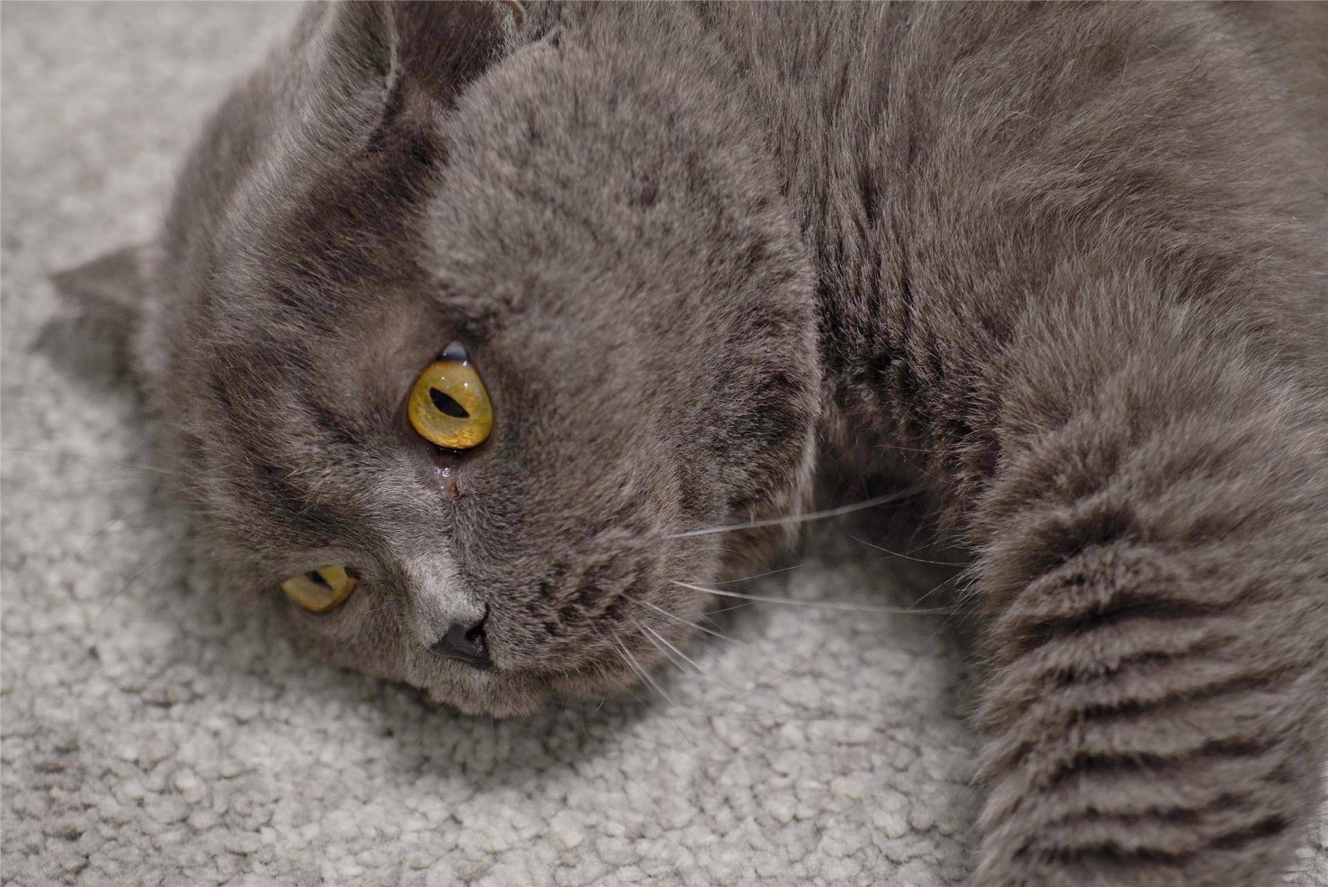 猫主子的猫砂怎么选,喵星人的食物有哪些