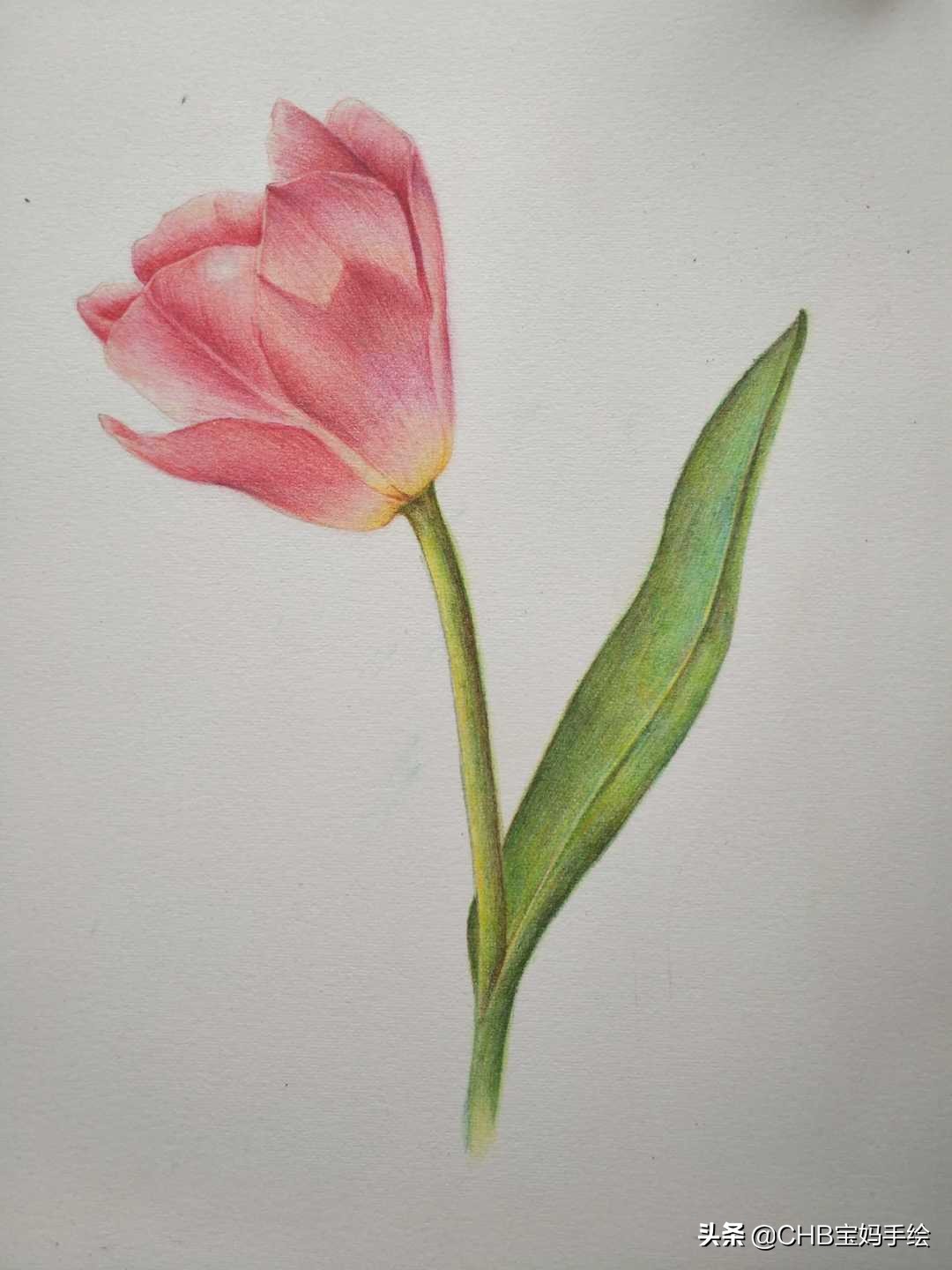 怎么在扇子上画郁金香简单用彩铅,彩铅绘画ins风郁金香整幅