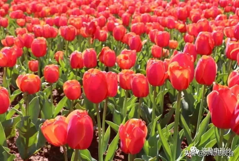 太热闹!弥勒花海、人海、车海、舞海...这些人上镜了!