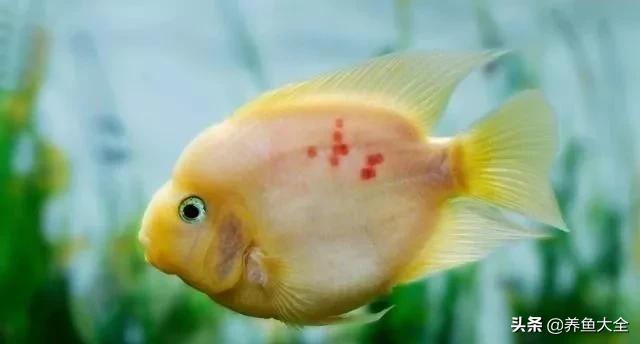 观赏鱼总打架怎么办,观赏鱼老是打架怎么办