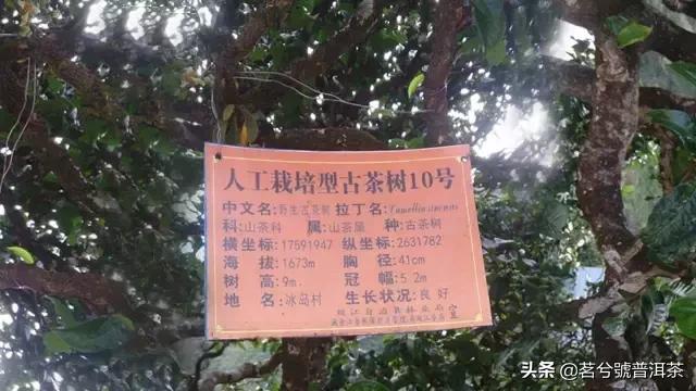 云南临沧双江勐库冰岛茶,双江县勐库冰岛茶