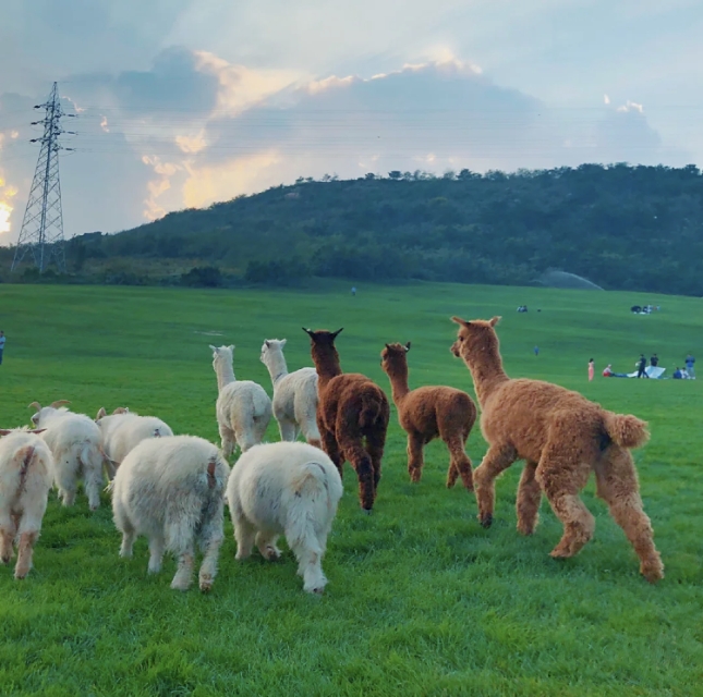 三寰牧场有哪些景点可以玩,三寰牧场亲子露营