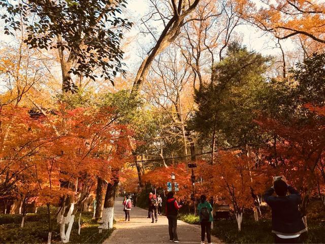 南京秋天旅行攻略,来南京体验秋天浪漫