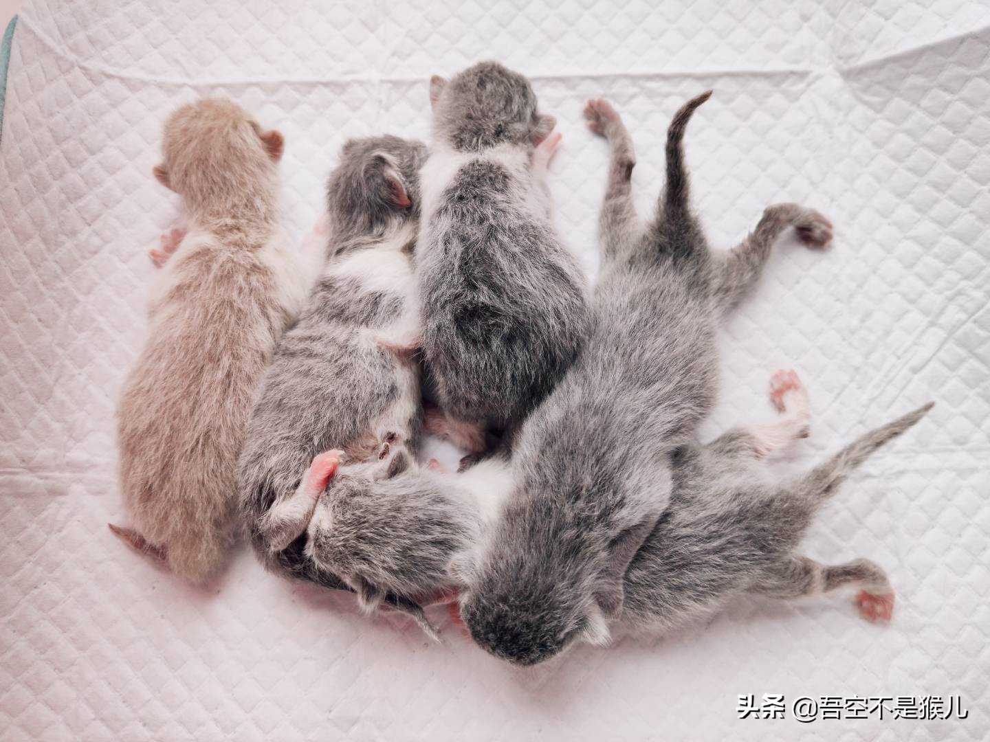 猫咪生的时候有什么需要注意的,公猫咪术后快速恢复的注意事项