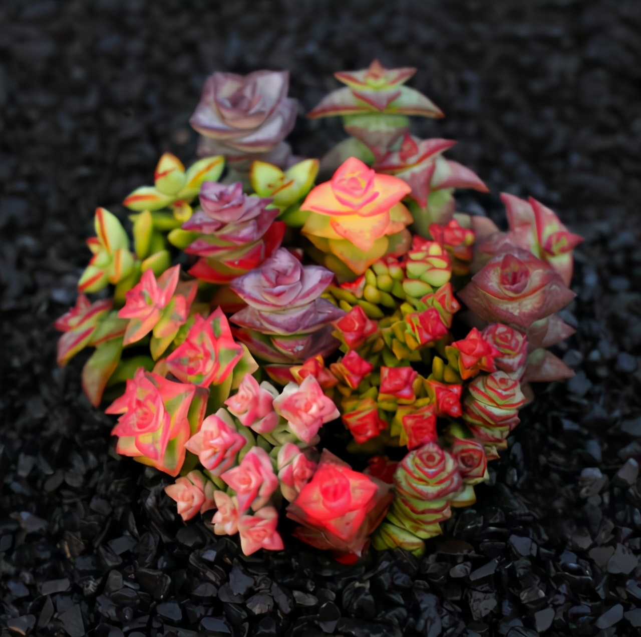 超全多肉术语42种多肉入门术语图文详解让你一文搞懂多肉术语