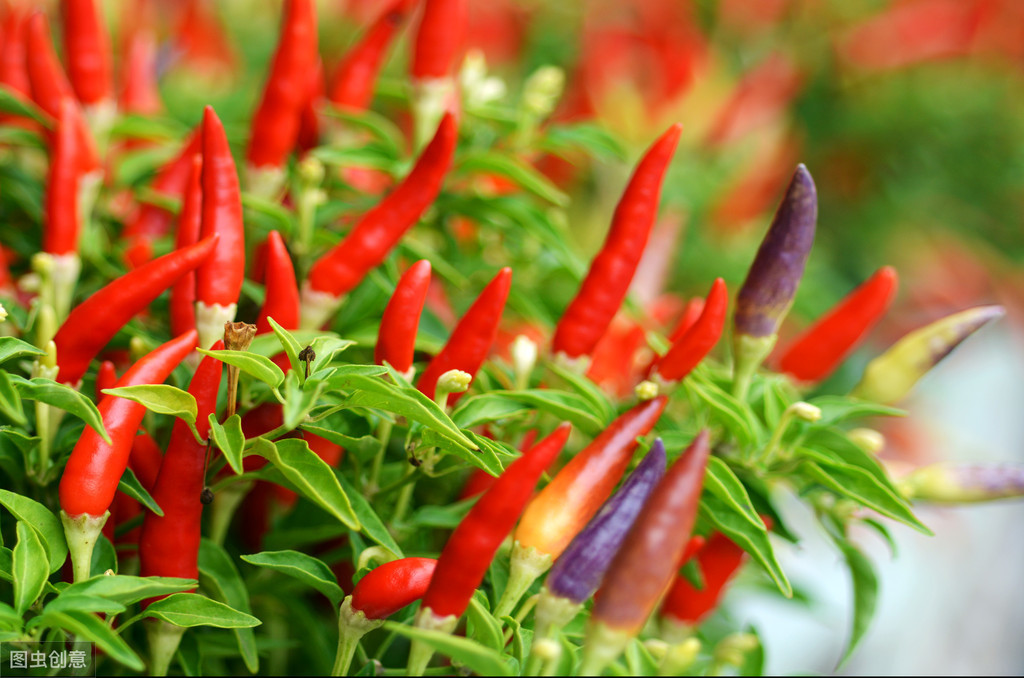 了解一种农作物的种植时间过程,种植各种农作物管理方法