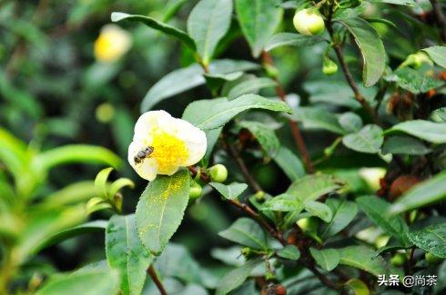茶叶树和山茶油树的区别是什么,山茶花和茶油树区别图片大全