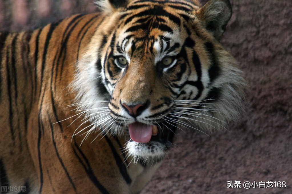 假如你在野外遇到老虎怎么办,如果你遇到老虎怎么办