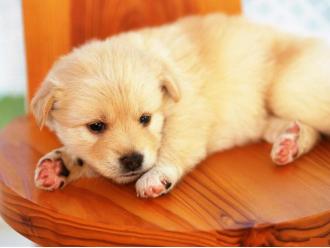 狗狗消化不良怎么办呢,狗消化不良吃什么药