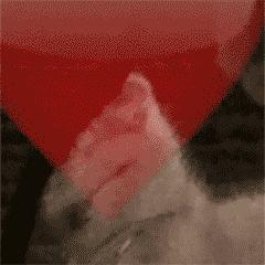 高层养猫到底要不要封窗,封窗养猫