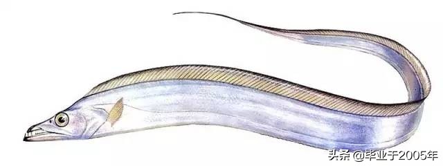 辽宁的水产品有哪些,辽宁常见的鱼