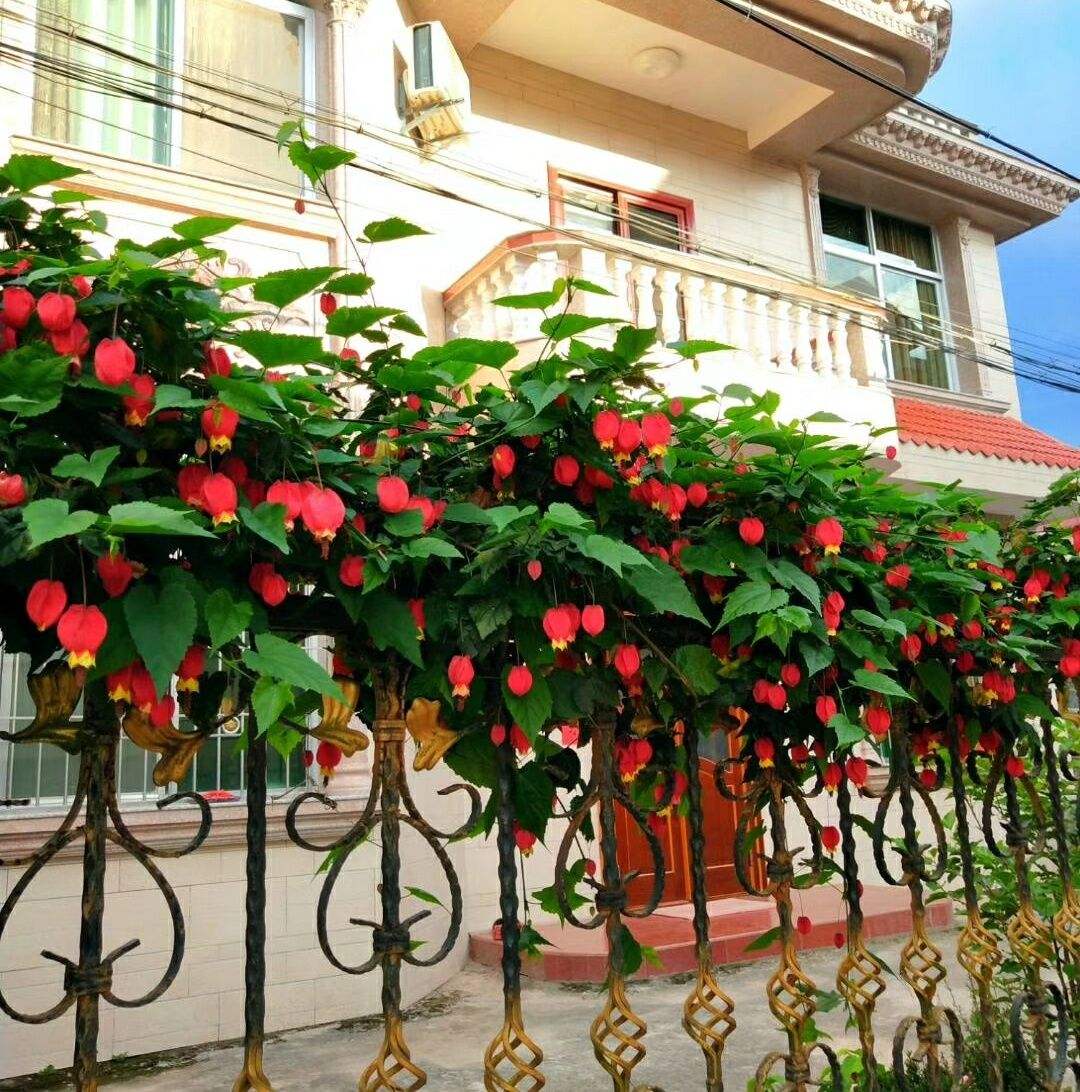 这8种花四季开花不断漂亮又好养,18种奇花异草图片