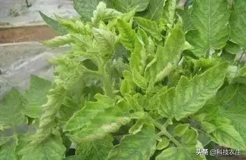 我家有“粪”不用再花钱买有机肥？对不起，你的灾难要来了