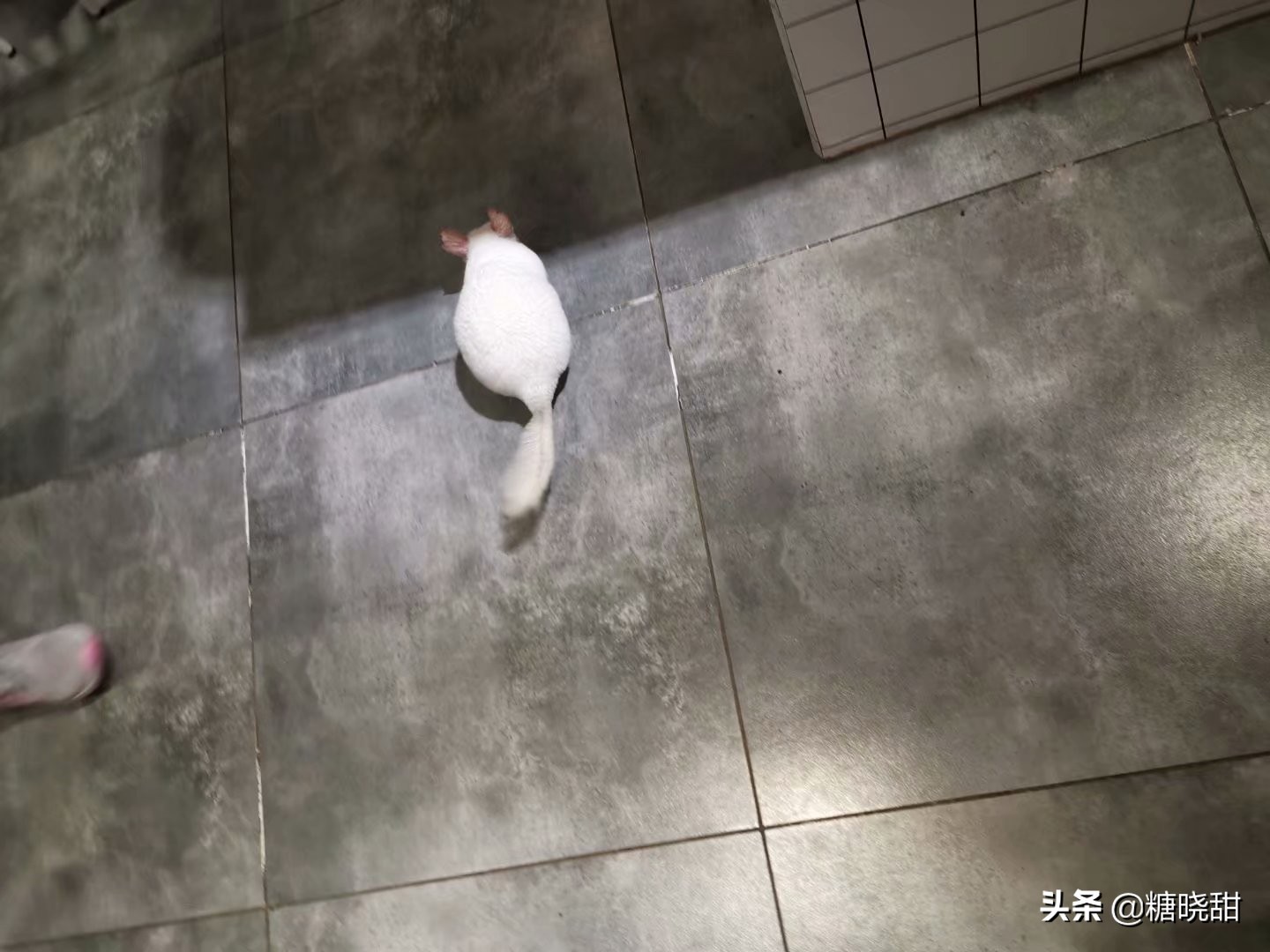 龙猫土拨鼠蜜袋鼯,龙猫真是太可爱了心都要被萌化了