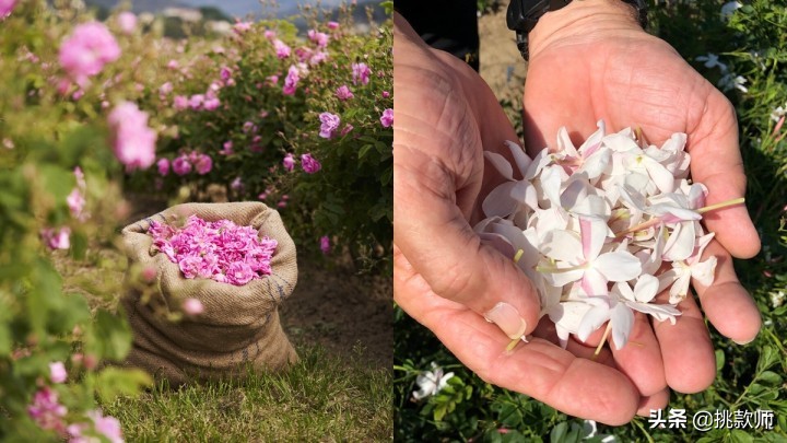 关于ChanelN°5香水必知的5件事