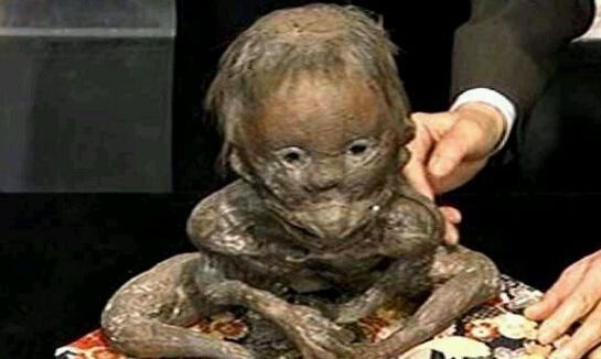 十大未知生物录像,地球十大巨型未知生物