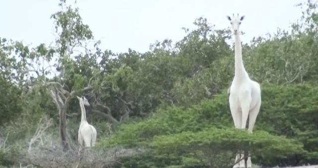 肯尼亚纯白色长颈鹿母子被猎杀,肯尼亚两只纯白长颈鹿遭猎杀