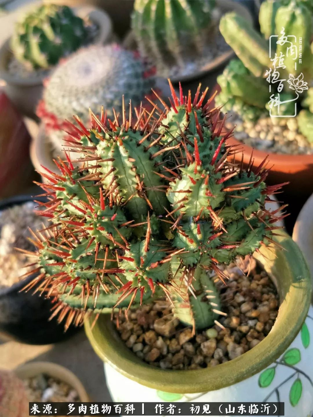 四季颜值在线的多肉,多肉的每一天