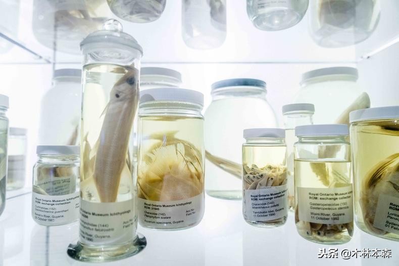 加拿大多伦多生活日记,加拿大多伦多留学生活纪实