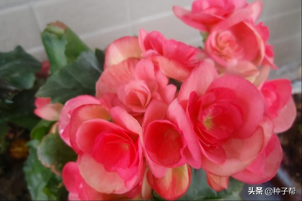 四季海棠每年什么时候发芽开花,四季海棠扦插苗为什么不开花