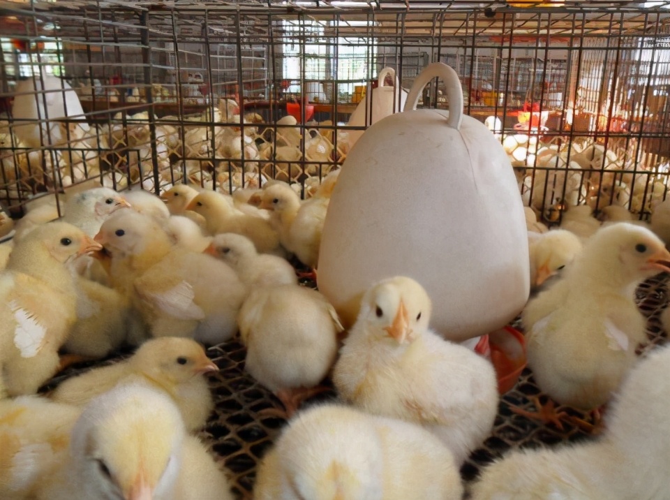 大鸡拉白稀屎用什么药治疗,鸡拉白屎是什么原因用什么药