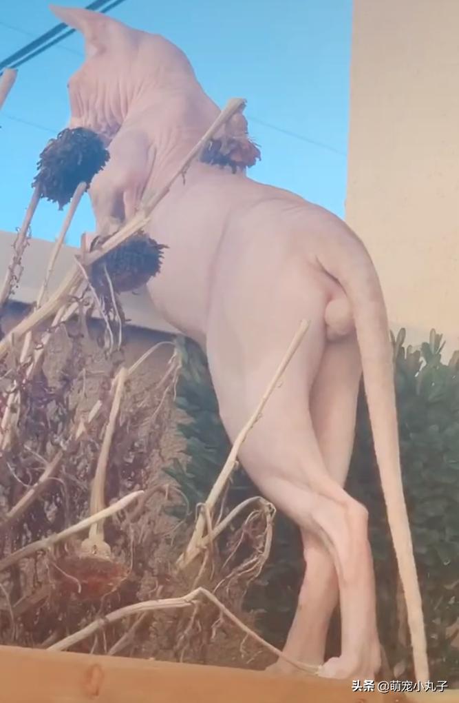 无毛猫趴在阳台看风景,性感身材一览无余,网友:好美的腿