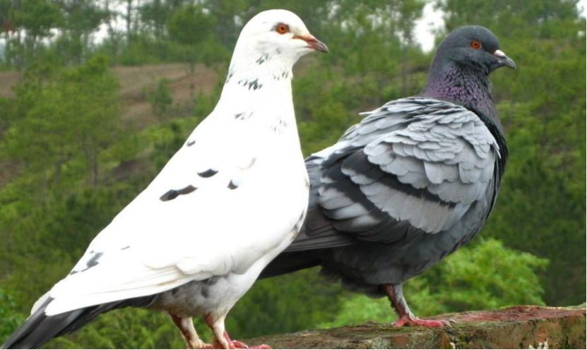 波治先生？吉诺.克里克，中距离赛事专家