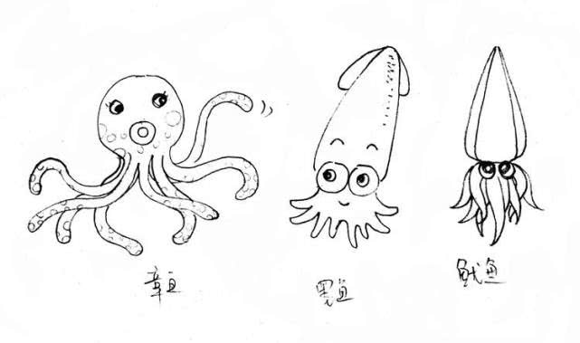 进补圣品新鲜墨鱼,孕妇怎么做墨鱼有营养价值