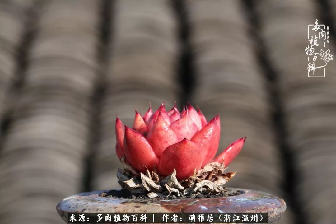 多肉最美的季节已来到,多肉最美的季节来临